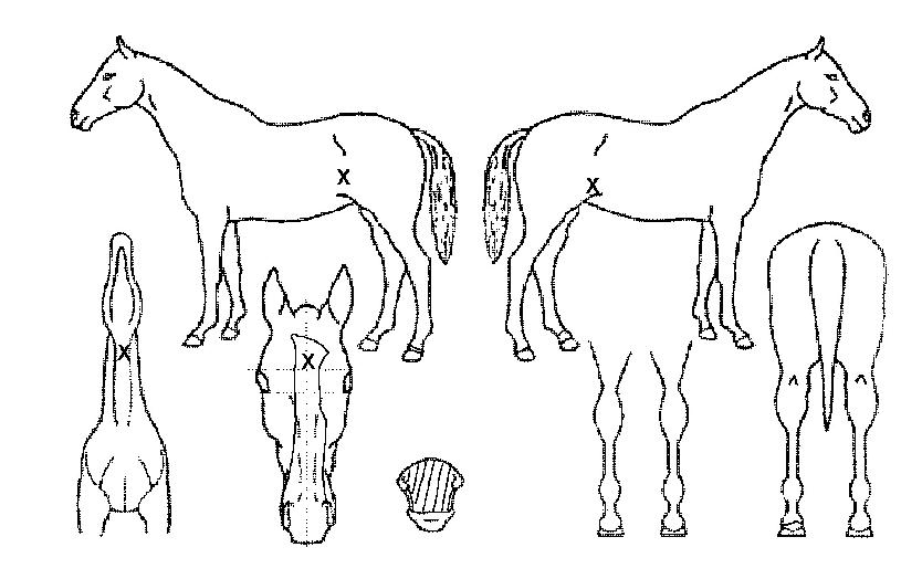 ȸ���� ����,���,�޸�,�λ�,�ٸ��� Ư¡����