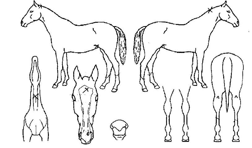 �������� ����,���,�޸�,�λ�,�ٸ��� Ư¡����