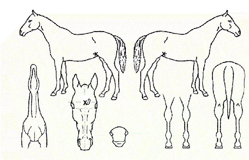 Æ÷¿¬ÀÇ Ãø¸é,¿ì¸é,µÞ¸é,µÎ»ó,´Ù¸®ÀÇ Æ¯Â¡µµÇØ