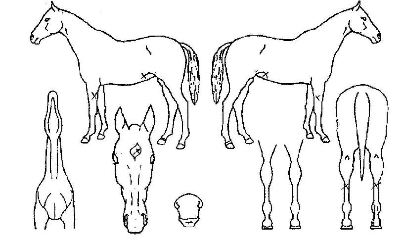 º¸¸®ÇǸ®ÀÇ Ãø¸é,¿ì¸é,µÞ¸é,µÎ»ó,´Ù¸®ÀÇ Æ¯Â¡µµÇØ