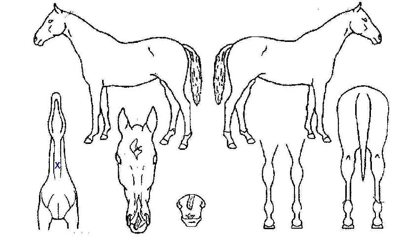 ¿øÈ£º¸ÀÇ Ãø¸é,¿ì¸é,µÞ¸é,µÎ»ó,´Ù¸®ÀÇ Æ¯Â¡µµÇØ