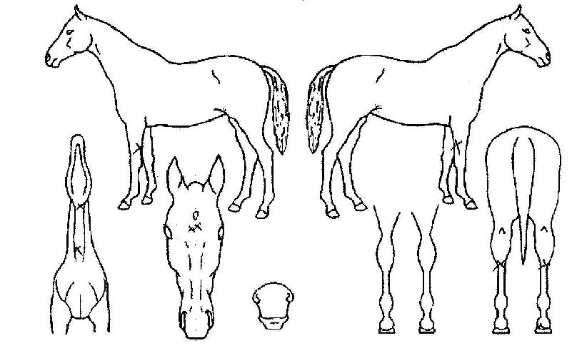 ¼·ÁöÄÚÁöÀÇ Ãø¸é,¿ì¸é,µÞ¸é,µÎ»ó,´Ù¸®ÀÇ Æ¯Â¡µµÇØ