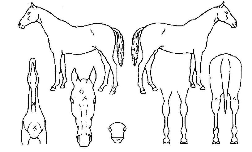 õ±¤¿îÀÇ Ãø¸é,¿ì¸é,µÞ¸é,µÎ»ó,´Ù¸®ÀÇ Æ¯Â¡µµÇØ