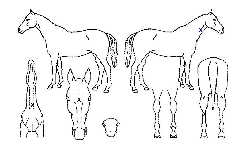 ºÏ´ëȲÀÇ Ãø¸é,¿ì¸é,µÞ¸é,µÎ»ó,´Ù¸®ÀÇ Æ¯Â¡µµÇØ