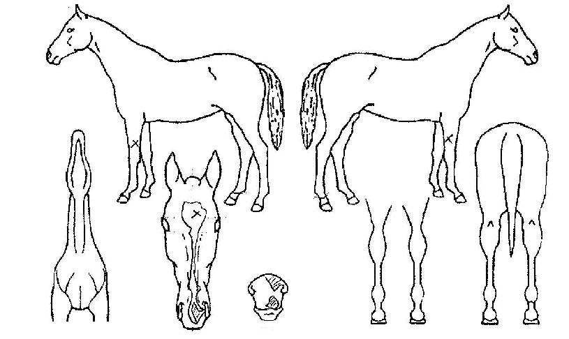 ���ð��ڸ��� ����,���,�޸�,�λ�,�ٸ��� Ư¡����