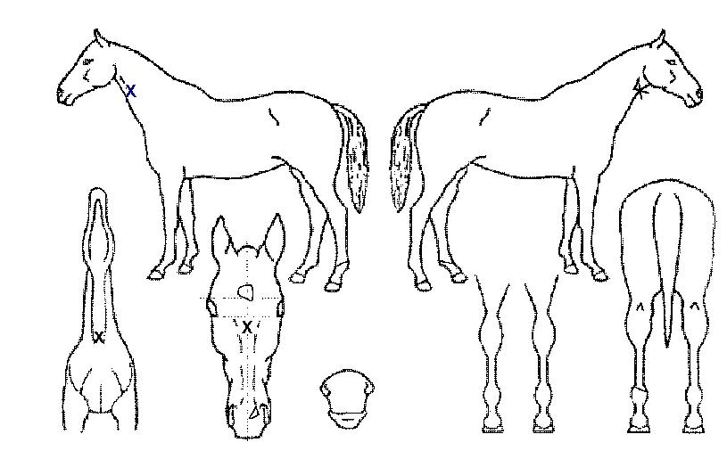 ¼îº§¶óÀÚ¸¶ÀÇ Ãø¸é,¿ì¸é,µÞ¸é,µÎ»ó,´Ù¸®ÀÇ Æ¯Â¡µµÇØ