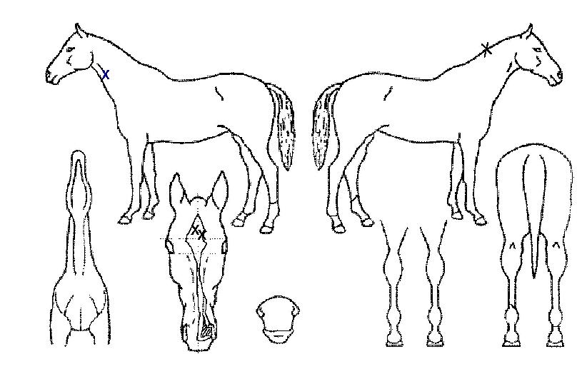 ÇØ¿Íº°ÀÇ Ãø¸é,¿ì¸é,µÞ¸é,µÎ»ó,´Ù¸®ÀÇ Æ¯Â¡µµÇØ