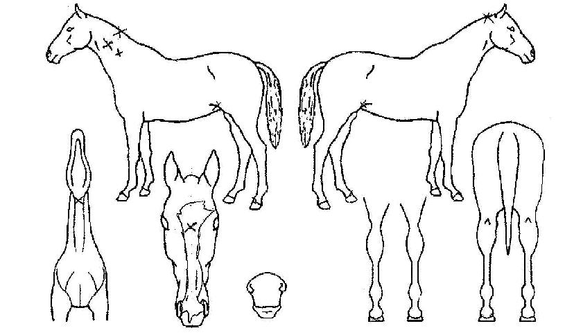 À¸¶äµ¿¹æÀÇ Ãø¸é,¿ì¸é,µÞ¸é,µÎ»ó,´Ù¸®ÀÇ Æ¯Â¡µµÇØ