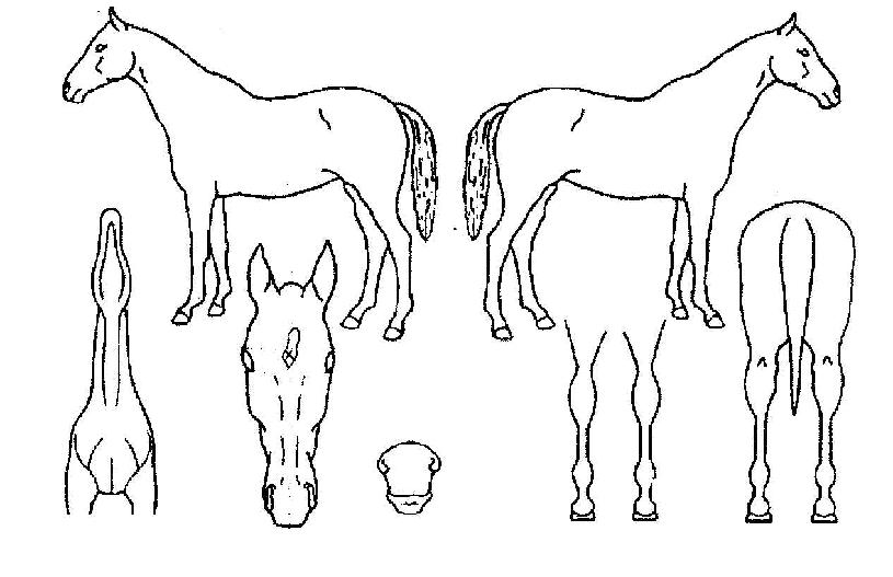 �ö���Ʈ�� ����,���,�޸�,�λ�,�ٸ��� Ư¡����