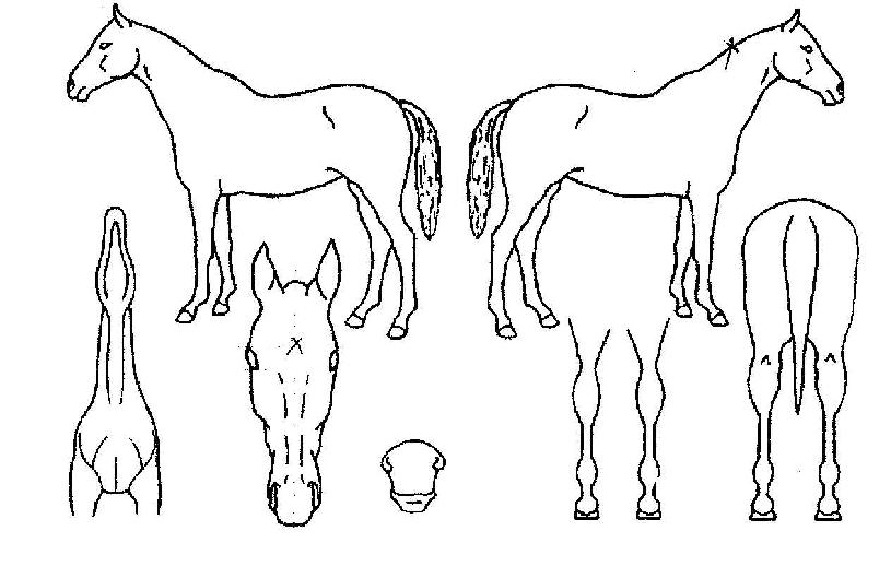 ��Ƽ���ڸ��� ����,���,�޸�,�λ�,�ٸ��� Ư¡����