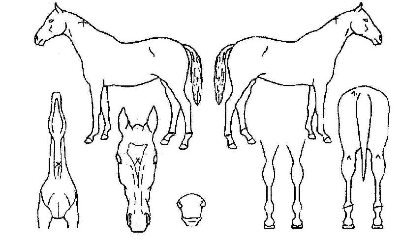 ����ִϾ��� ����,���,�޸�,�λ�,�ٸ��� Ư¡����