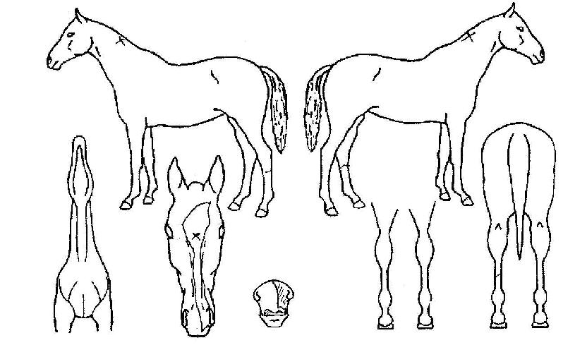 Å«º¸¹°ÀÇ Ãø¸é,¿ì¸é,µÞ¸é,µÎ»ó,´Ù¸®ÀÇ Æ¯Â¡µµÇØ