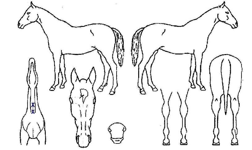 �̽���Ƽ�����ڸ��� ����,���,�޸�,�λ�,�ٸ��� Ư¡����