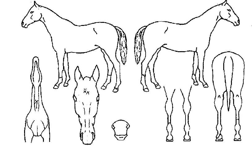 �������� ����,���,�޸�,�λ�,�ٸ��� Ư¡����