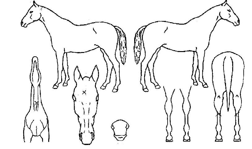 ´çÂù¾ÆÀÌÀÇ Ãø¸é,¿ì¸é,µÞ¸é,µÎ»ó,´Ù¸®ÀÇ Æ¯Â¡µµÇØ