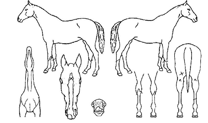 �ſ��� ����,���,�޸�,�λ�,�ٸ��� Ư¡����