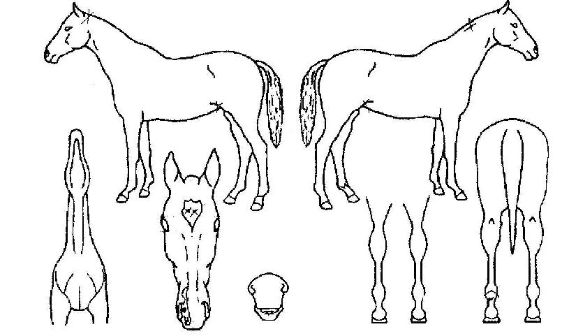 õ�������� ����,���,�޸�,�λ�,�ٸ��� Ư¡����