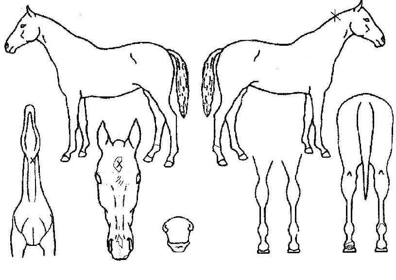 Ʈ�������� ����,���,�޸�,�λ�,�ٸ��� Ư¡����