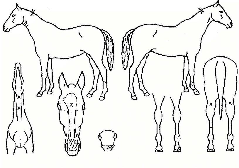 �ľִ��� ����,���,�޸�,�λ�,�ٸ��� Ư¡����