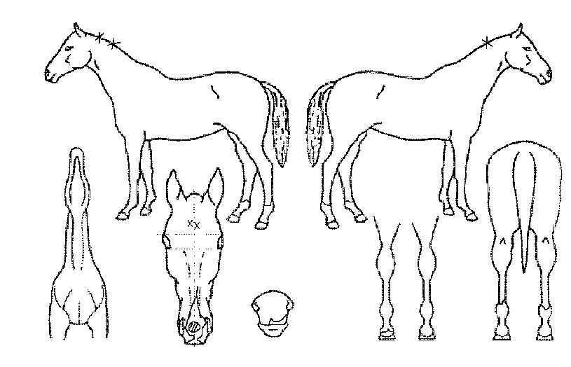 ���̵�δϽ��� ����,���,�޸�,�λ�,�ٸ��� Ư¡����