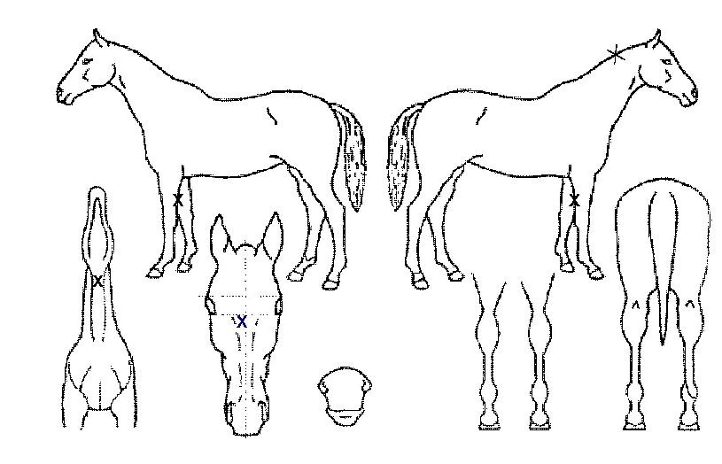 ŸÀÓÁî¿þÀ̽ºÆÃÀÇ Ãø¸é,¿ì¸é,µÞ¸é,µÎ»ó,´Ù¸®ÀÇ Æ¯Â¡µµÇØ