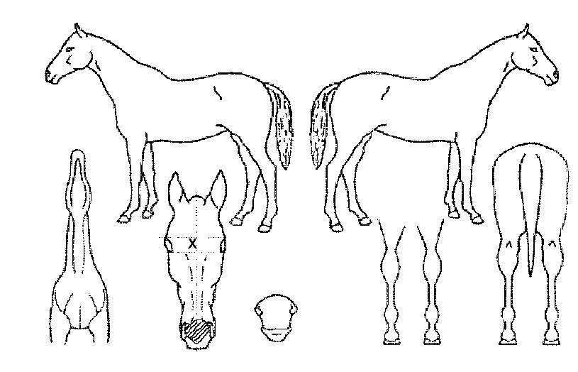 ¶óÀÙ½º°·ºíÀÇ Ãø¸é,¿ì¸é,µÞ¸é,µÎ»ó,´Ù¸®ÀÇ Æ¯Â¡µµÇØ