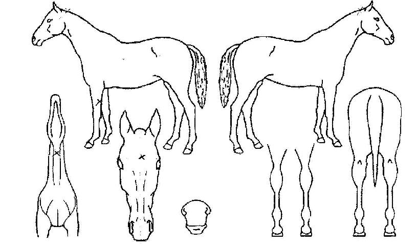 ¾ÆÀÌ¿øÆ®ÀÇ Ãø¸é,¿ì¸é,µÞ¸é,µÎ»ó,´Ù¸®ÀÇ Æ¯Â¡µµÇØ