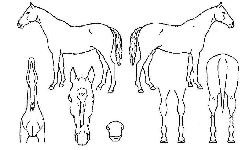 ��������� ����,���,�޸�,�λ�,�ٸ��� Ư¡����