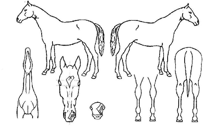 �̽�Ʈ�������� ����,���,�޸�,�λ�,�ٸ��� Ư¡����