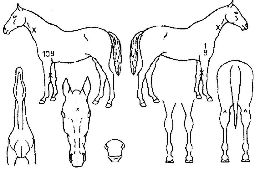 �ٿ�������ھ��� ����,���,�޸�,�λ�,�ٸ��� Ư¡����