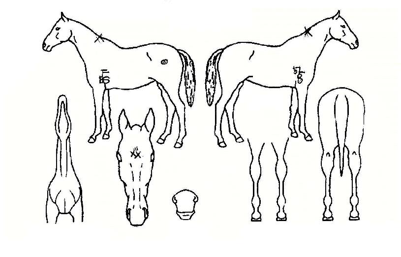 �޵����������� ����,���,�޸�,�λ�,�ٸ��� Ư¡����