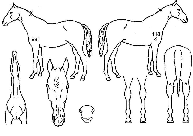 �غ����� ����,���,�޸�,�λ�,�ٸ��� Ư¡����