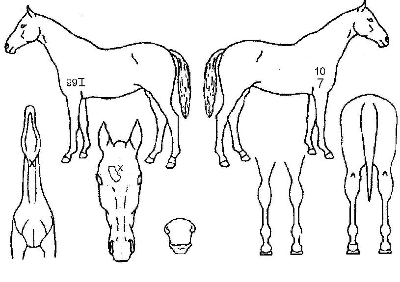 ¹Ì½ºÁØÀÇ Ãø¸é,¿ì¸é,µÞ¸é,µÎ»ó,´Ù¸®ÀÇ Æ¯Â¡µµÇØ