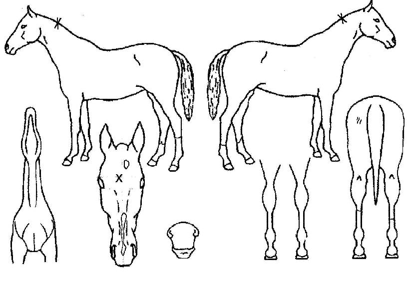 ���������� ����,���,�޸�,�λ�,�ٸ��� Ư¡����