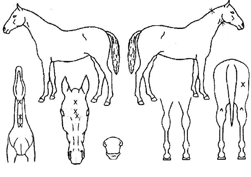 ���ɽ�Ʈ��Ʈ�� ����,���,�޸�,�λ�,�ٸ��� Ư¡����