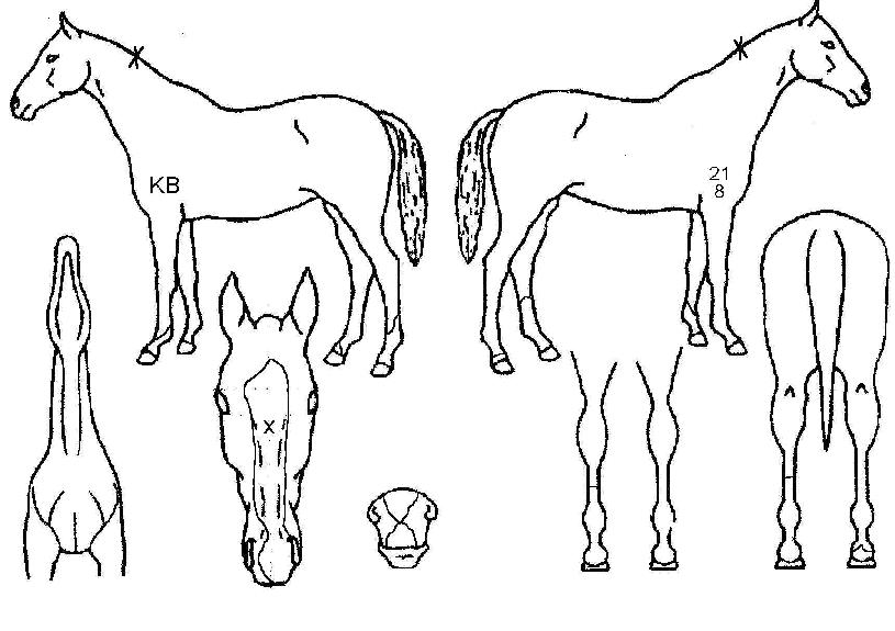 �ŷ����� ����,���,�޸�,�λ�,�ٸ��� Ư¡����