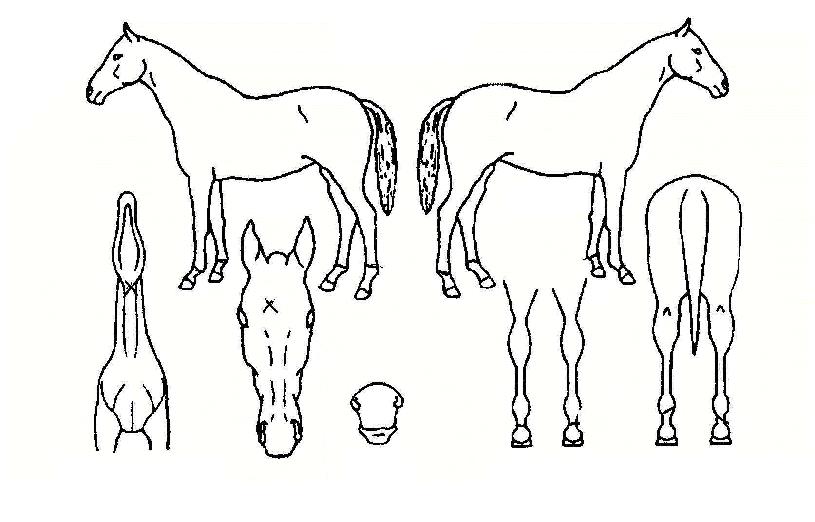 ÇØ¾ç¿µ¿õÀÇ Ãø¸é,¿ì¸é,µÞ¸é,µÎ»ó,´Ù¸®ÀÇ Æ¯Â¡µµÇØ