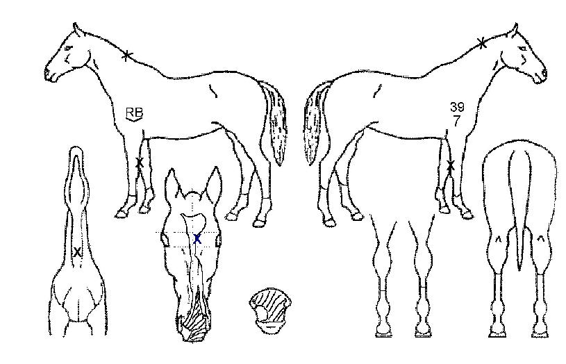 �ƹ̶��� ����,���,�޸�,�λ�,�ٸ��� Ư¡����