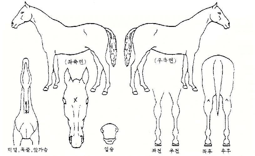 ��Ȥ�� ����,���,�޸�,�λ�,�ٸ��� Ư¡����