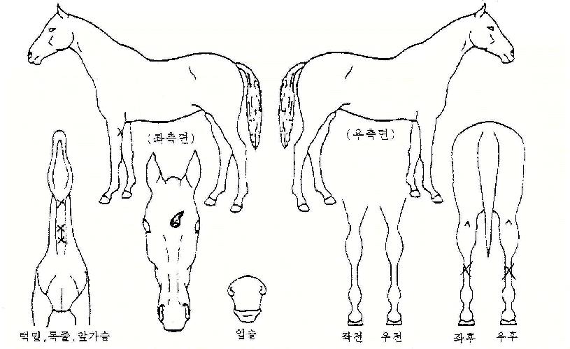 ºñÇлêÀÇ Ãø¸é,¿ì¸é,µÞ¸é,µÎ»ó,´Ù¸®ÀÇ Æ¯Â¡µµÇØ