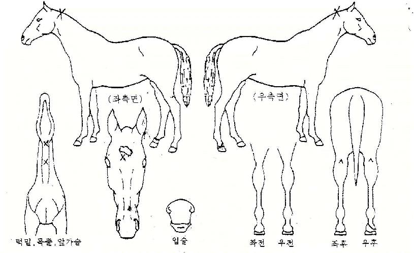 °úõµÎ·ÉÀÇ Ãø¸é,¿ì¸é,µÞ¸é,µÎ»ó,´Ù¸®ÀÇ Æ¯Â¡µµÇØ