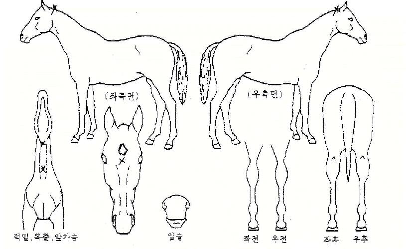 ��õ������ ����,���,�޸�,�λ�,�ٸ��� Ư¡����