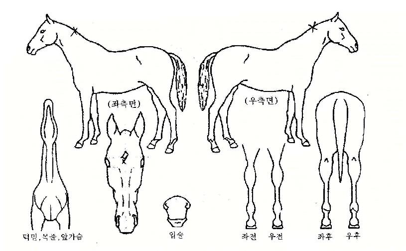 ���������̺��ڸ��� ����,���,�޸�,�λ�,�ٸ��� Ư¡����