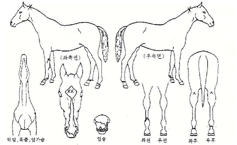 ��õ�� ����,���,�޸�,�λ�,�ٸ��� Ư¡����