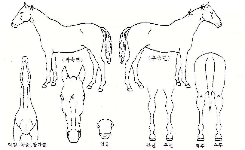 ´ëÁö¼ºÀÇ Ãø¸é,¿ì¸é,µÞ¸é,µÎ»ó,´Ù¸®ÀÇ Æ¯Â¡µµÇØ