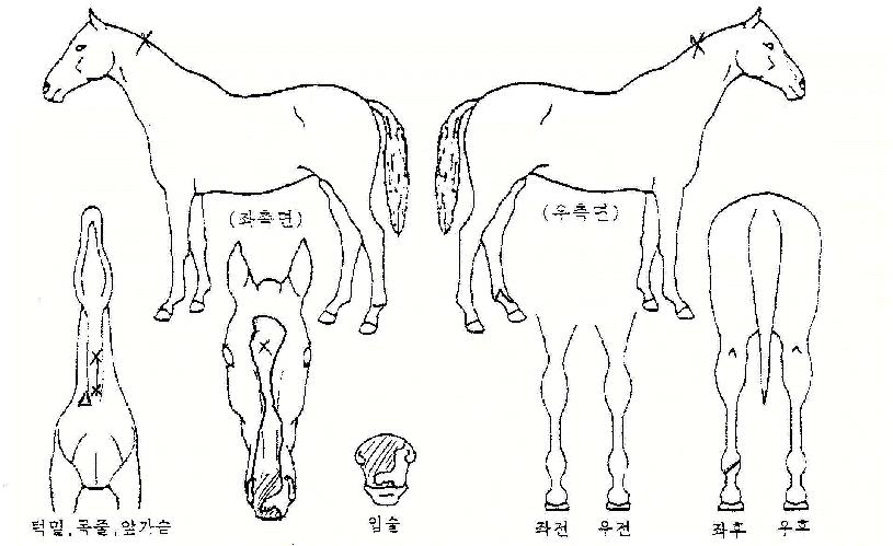 ¿ÕûÆÄÀÇ Ãø¸é,¿ì¸é,µÞ¸é,µÎ»ó,´Ù¸®ÀÇ Æ¯Â¡µµÇØ
