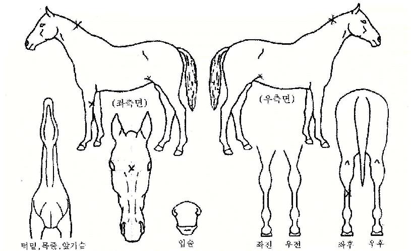 ³í°ñ´ëÀåÀÇ Ãø¸é,¿ì¸é,µÞ¸é,µÎ»ó,´Ù¸®ÀÇ Æ¯Â¡µµÇØ