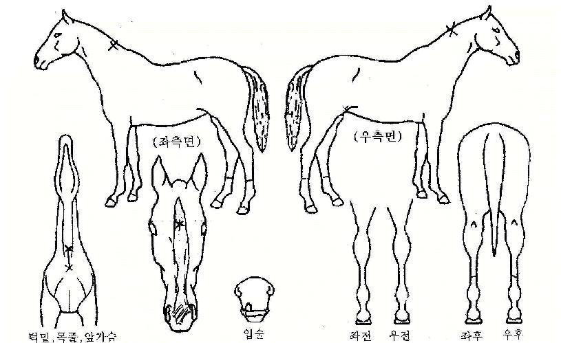 ´ç´ëÁöÁ¸ÀÇ Ãø¸é,¿ì¸é,µÞ¸é,µÎ»ó,´Ù¸®ÀÇ Æ¯Â¡µµÇØ