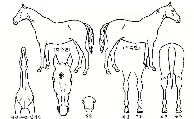 ¿öÀ¨¹Ì½ºÆ®ÀÚ¸¶ÀÇ Ãø¸é,¿ì¸é,µÞ¸é,µÎ»ó,´Ù¸®ÀÇ Æ¯Â¡µµÇØ