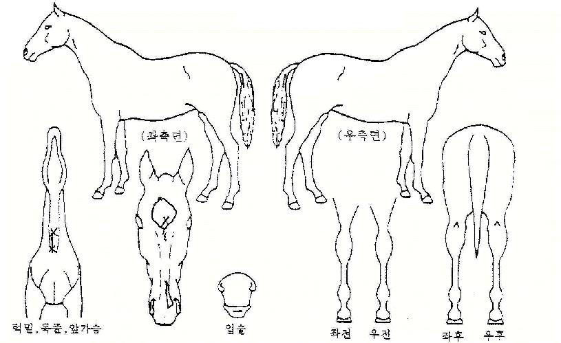 Á츮¾ÆÆ¼ÀÚ¸¶ÀÇ Ãø¸é,¿ì¸é,µÞ¸é,µÎ»ó,´Ù¸®ÀÇ Æ¯Â¡µµÇØ